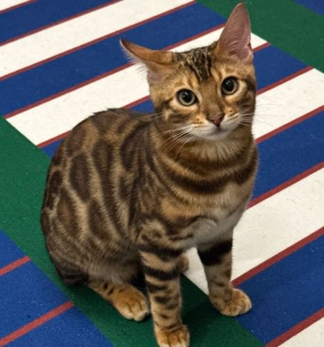 豹貓飼養 豹貓飼養