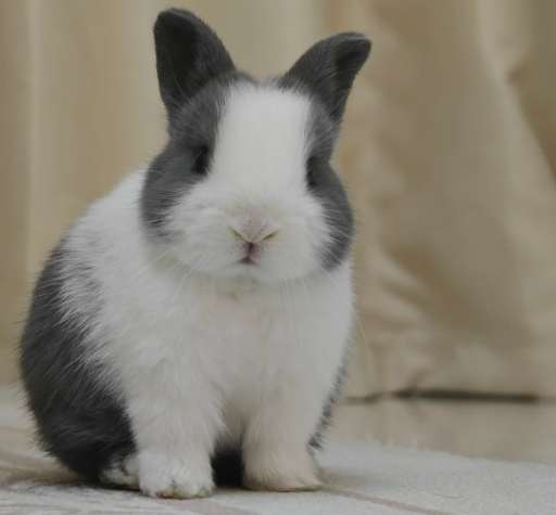 道奇兔食物 道奇兔食物