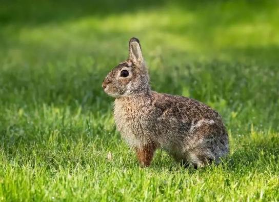 養兔注意事項 養兔注意事項