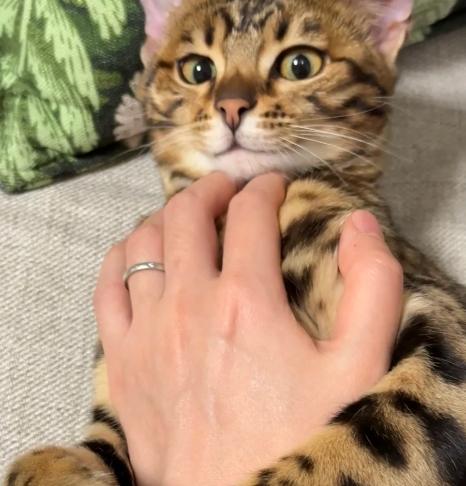 豹貓疾病預防 豹貓疾病預防