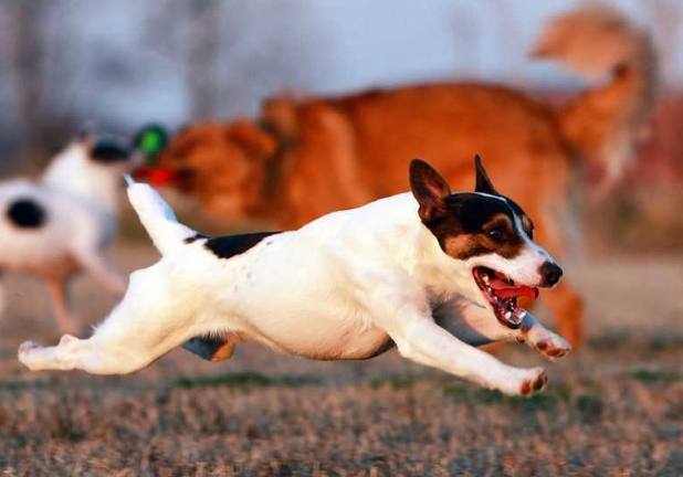 傑克羅素梗犬長毛