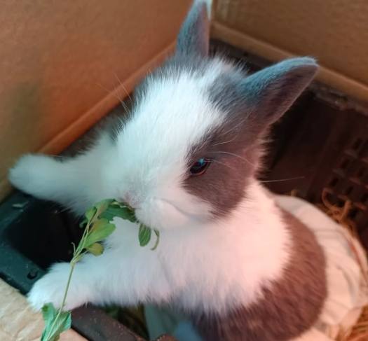 侏儒兔品種 侏儒兔品種