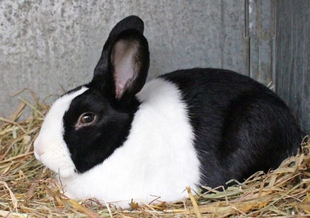 道奇兔購買指南 道奇兔購買指南