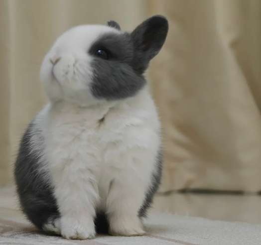 寵物兔訓練 寵物兔訓練