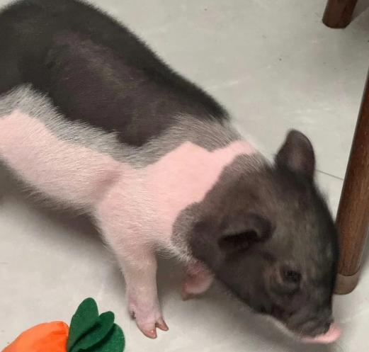 迷你豬飼養 迷你豬飼養