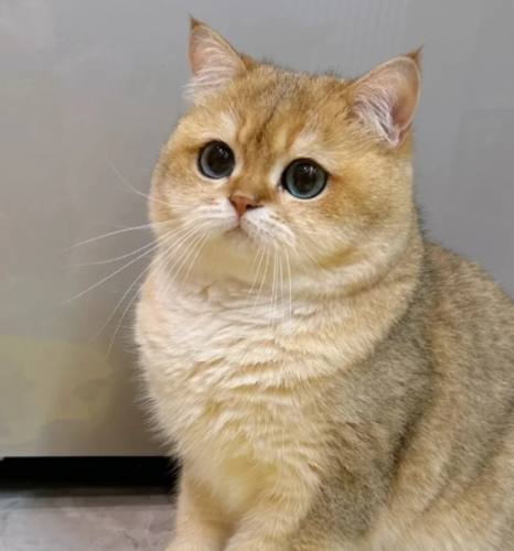 貓咪飼養技巧 貓咪飼養技巧