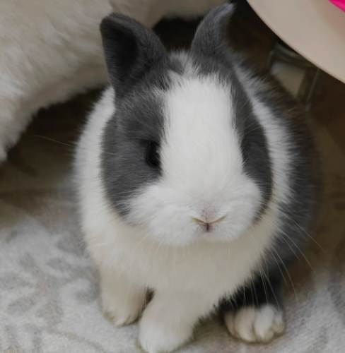 兔子智力測試 兔子智力測試