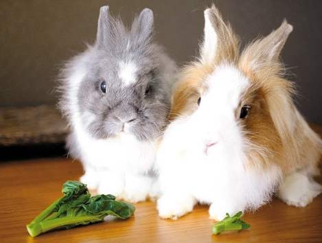 迷你兔成長大小 迷你兔成長大小