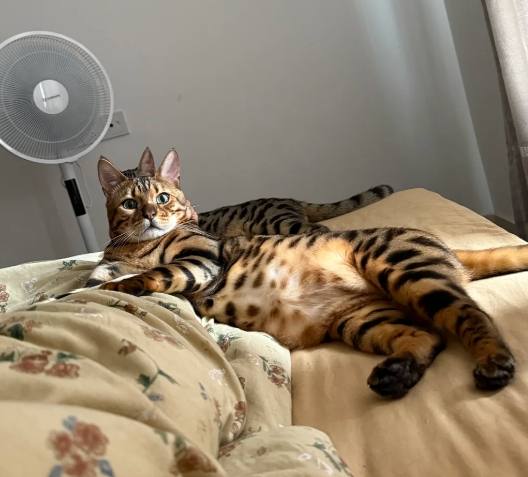 豹貓飼養挑戰 豹貓飼養挑戰