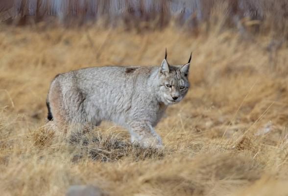 貓科動物種類 貓科動物種類