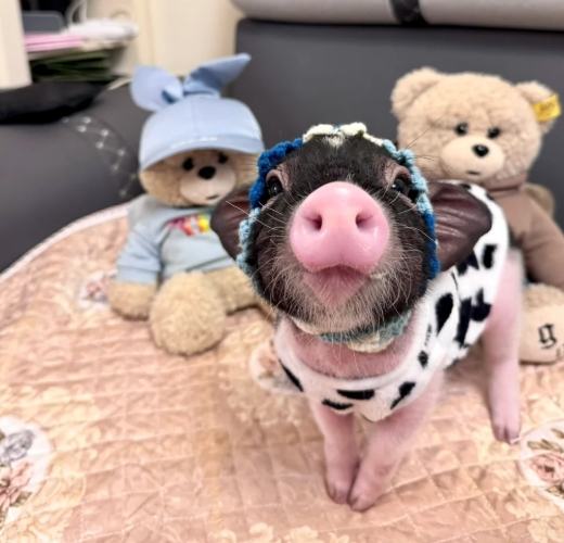 迷你豬飼養 迷你豬飼養