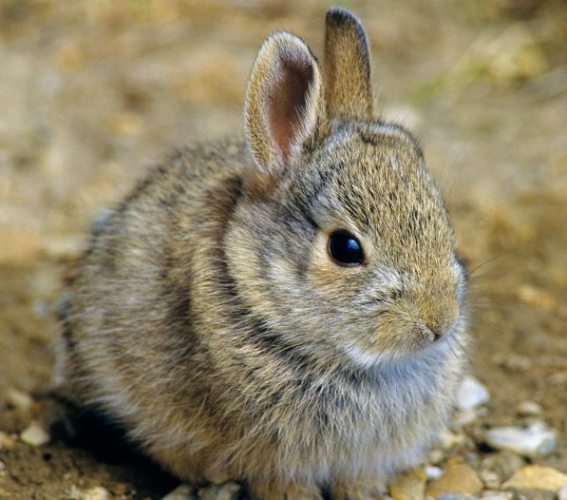 兔子孤獨行為 兔子孤獨行為