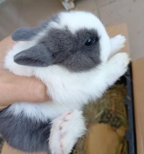 道奇兔飼養 道奇兔飼養