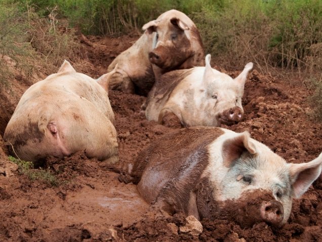豬產仔數 豬產仔數