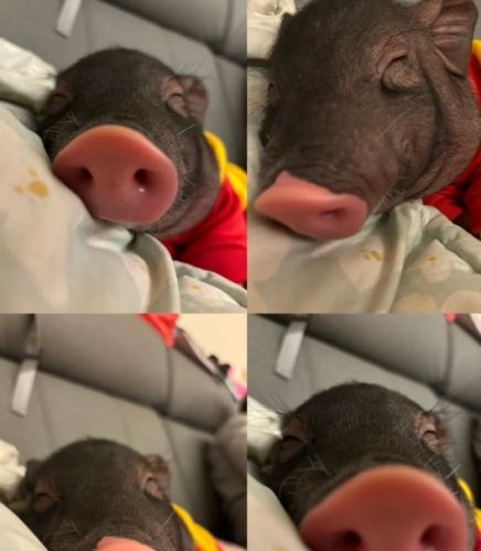 麝香豬好養嗎 麝香豬好養嗎