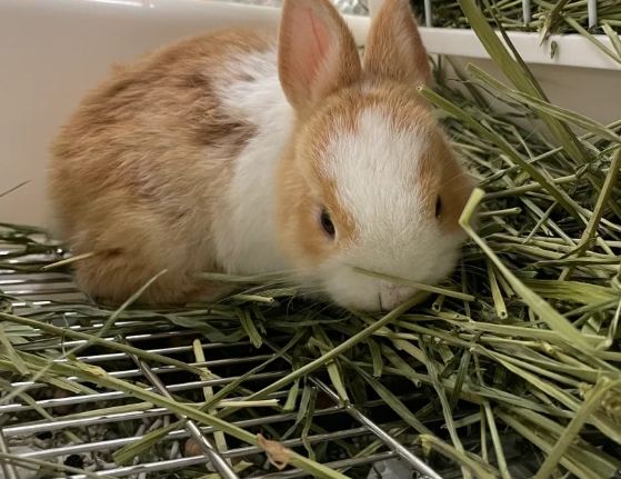 道奇兔飲食 道奇兔飲食