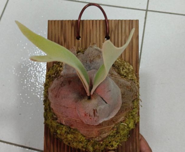 立葉銀鹿鹿角蕨 種植 立葉銀鹿鹿角蕨 種植