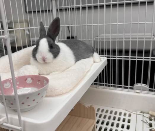 寵物兔訓練 寵物兔訓練