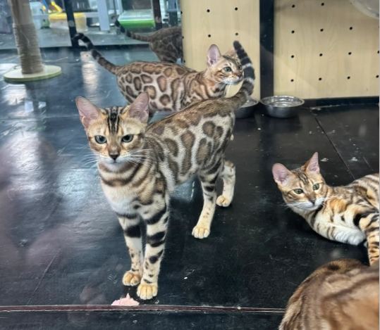 豹貓飼養注意事項 豹貓飼養注意事項