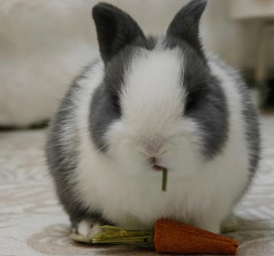 兔子飼養 兔子飼養