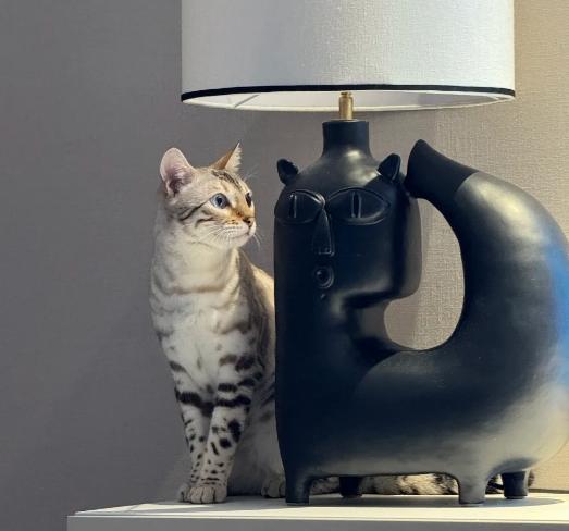 孟加拉豹貓成長