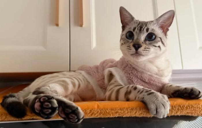 豹貓毛色 豹貓毛色