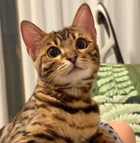 豹貓健康 豹貓健康