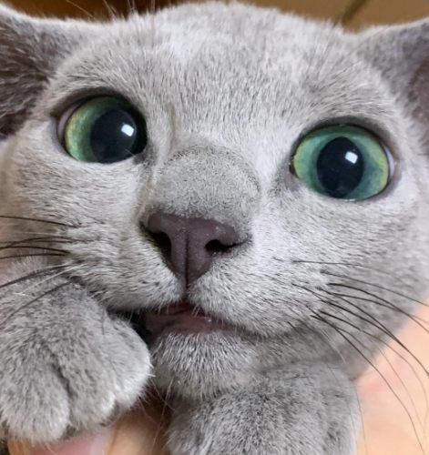 貓咪飼養技巧 貓咪飼養技巧