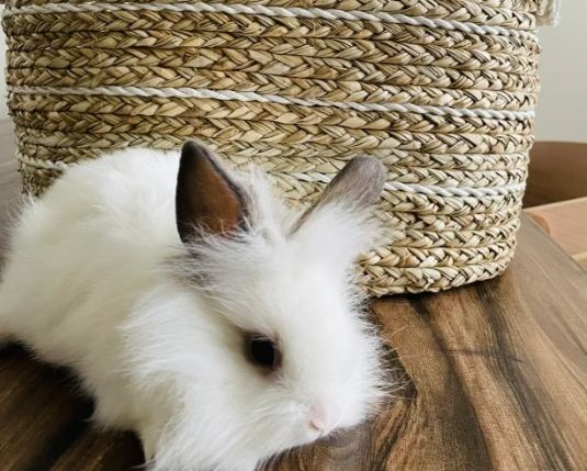 侏儒兔大小 侏儒兔大小