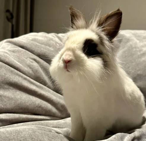 侏儒兔成長 侏儒兔成長