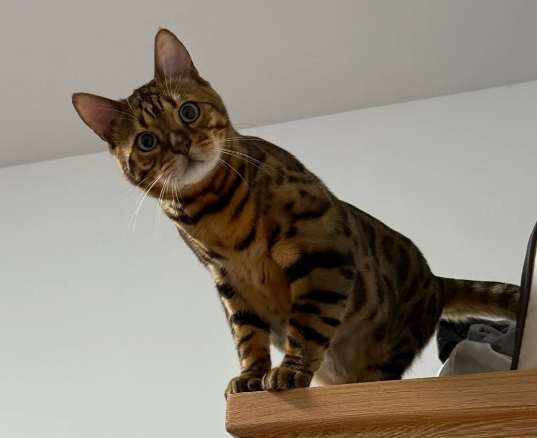 豹貓適合新手嗎 豹貓適合新手嗎