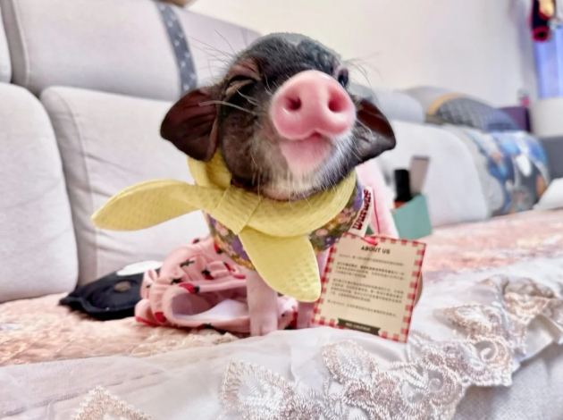 豬隻除臭方法 豬隻除臭方法