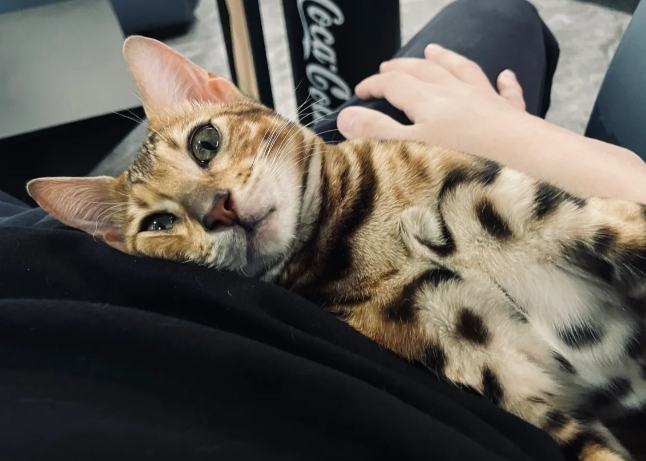 豹貓親人程度 豹貓親人程度