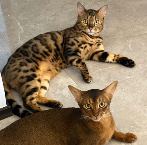 孟加拉豹貓飼養 孟加拉豹貓飼養