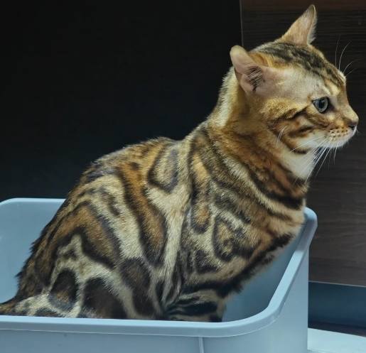 孟加拉豹貓成長