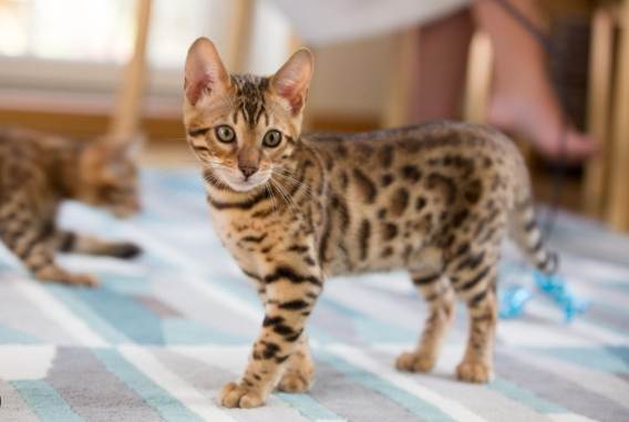 豹貓疾病症狀 豹貓疾病症狀