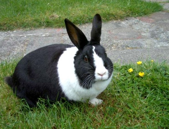 寵物兔飼養成本 寵物兔飼養成本