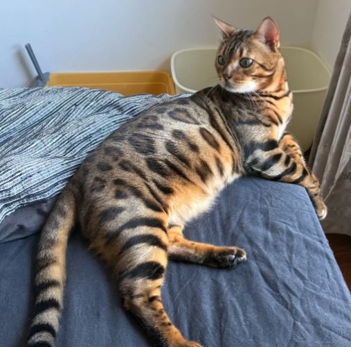 豹貓新手飼養 豹貓新手飼養