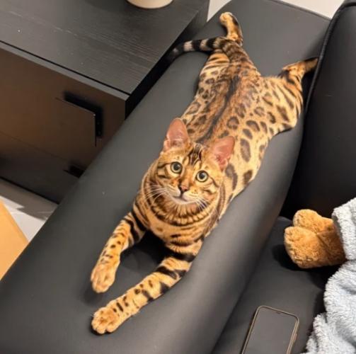 豹貓飼養 豹貓飼養