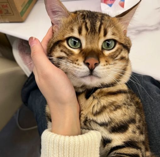 豹貓新手飼養 豹貓新手飼養