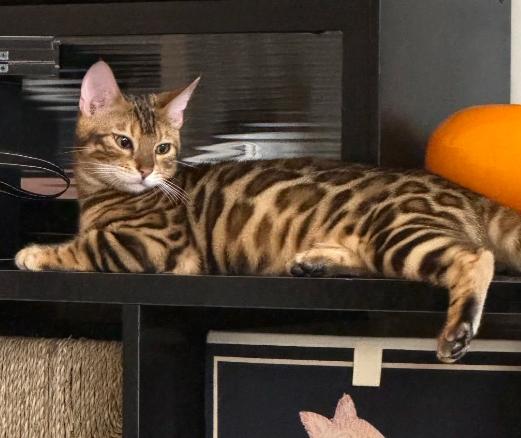 豹貓行為 豹貓行為