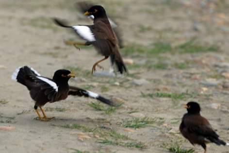 八哥鳥種類全攻略：從常見品種到飼養秘訣一次掌握