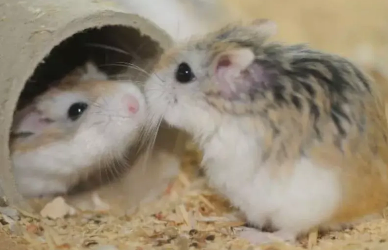 老公公鼠照顧技巧 老公公鼠照顧技巧