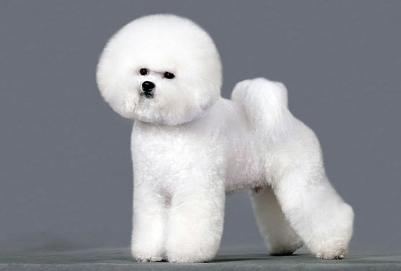 比熊犬顏色遺傳