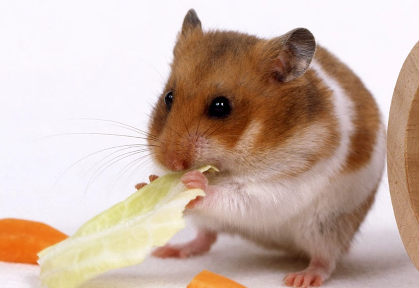 倉鼠打架 倉鼠打架