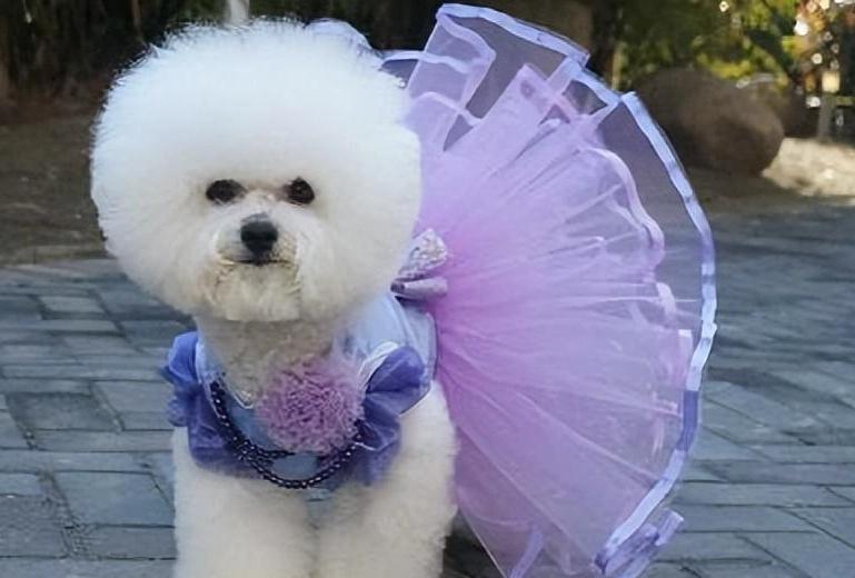 比熊犬成長大小 比熊犬成長大小