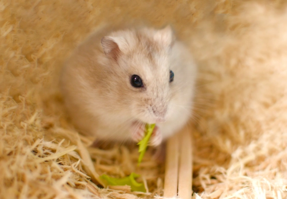 倉鼠生病症狀 倉鼠生病症狀