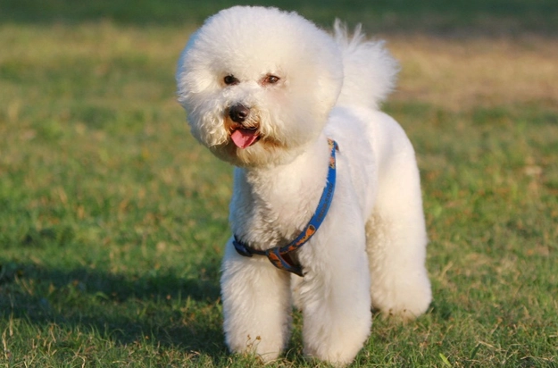 比熊犬毛色種類