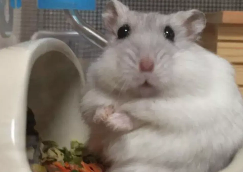 倉鼠種類大全 倉鼠種類大全