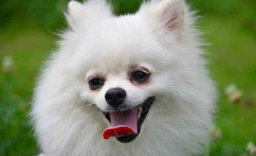 小型犬壽命延長